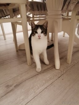 Koťata Bufi a Fili hledají milé páníčky. - 3