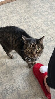 Přítulný mourek Simon naléhavě hledá domov - 3