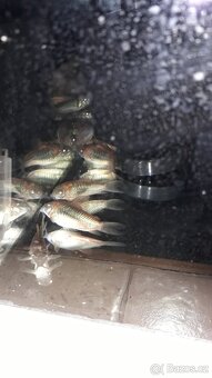 Pancéřníček Venezuelský - Corydoras Venezuelanus Orange - 3