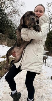 American Bully XL - Black Trindle - 3