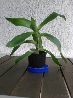 Kalisie vonnoá.léčivá - 3