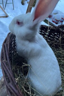 Nabízím králíky - 3