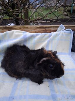 morčata - rozety - 3