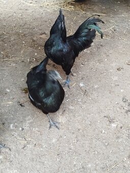 Ayam Cemani - násadová vejce - 3