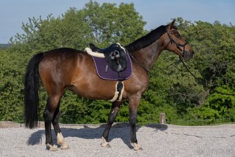 Klisna KWPN - 3