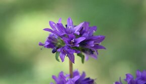 Zvonek klubkatý - Campanula glomerata  4000 semen 50 Kč - 3