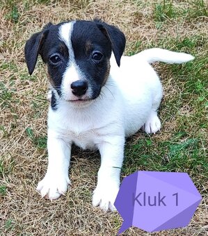 Jack Russel terier, kouzelná štěňátka - 3