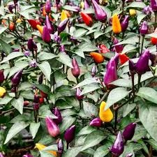 Semínka semena chilli i sladká paprika různé odrůdy - 3