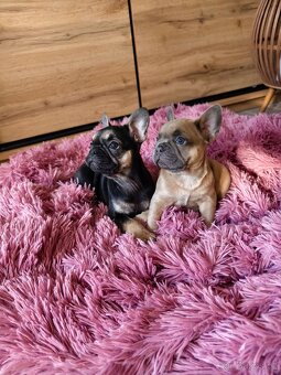 Francouzský buldoček fenečka - 3