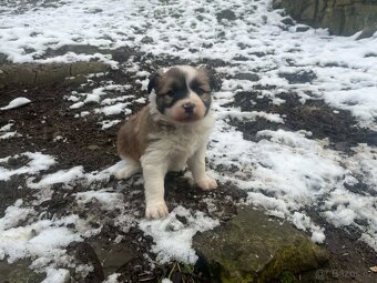 Prodám štěně border kolie - 3