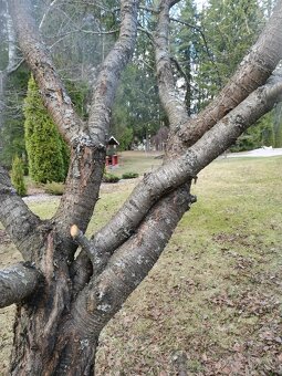 Koupím pařez, větvení, kořen stromu - 3