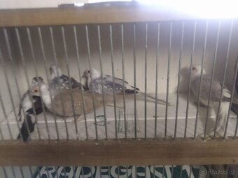 Prodám Holoubky diamantové straky - 3