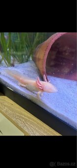 Axolotl mexický - 3