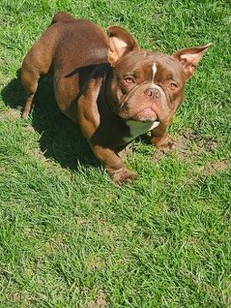 American Bully Nano pes a fena - 3