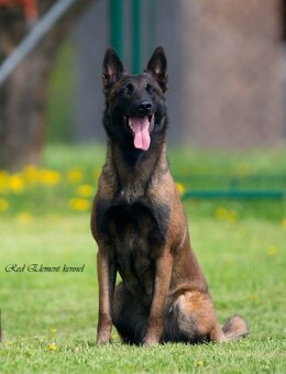 Belgický ovčák malinois s PP - 3