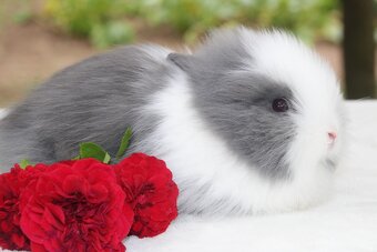 Miminka zakrslých teddy a lvíčků ihned k odběru i rezervaci - 3
