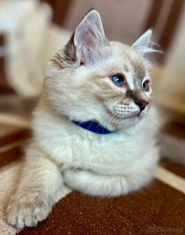 Luxusní Ragdoll koťátko bez PP - 3