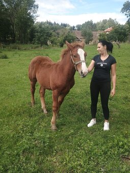 Percheron - 3