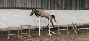 3,5letá skoková klisna - 3