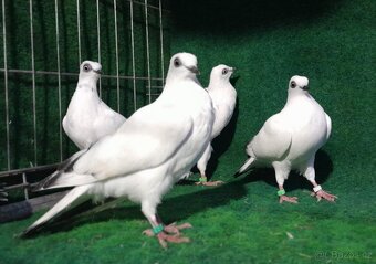 Prodám vídeňské rejdiče, antverpské vousáče a kočinky - 3