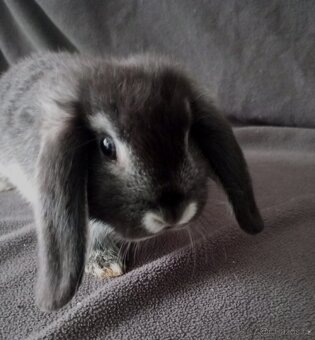 Zakrslý beránek králíček - 3