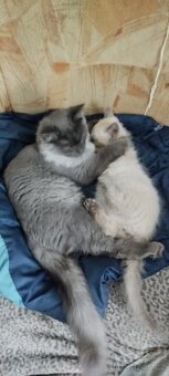 Mainská mývalí bez pp - 3