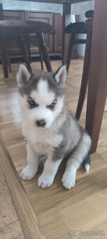 Husky štěňata čistokrevná bez pp - 3