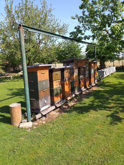 Vyzimovaná včelstva, včelí oddělky - 3