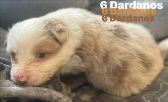 Border kolie s pp - 3