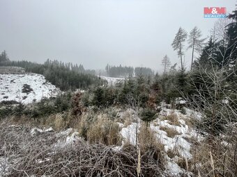 Prodej, les, 4368 m2, Stupná, Vidochov - 3