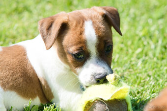 Jack Russell terier - hladkosrstá fenka s PP - - 3