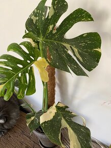Monstera thai constellation - 3