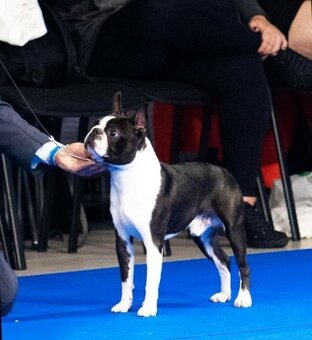 Boston Terrier,Boston,Bostonsky terier - 3