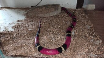 Lampropeltis triangulum sinaloe - 3
