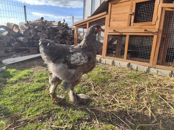 Brahmanka kohouti - 3