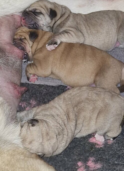 Španělský mastin - pejsci s PP - 3