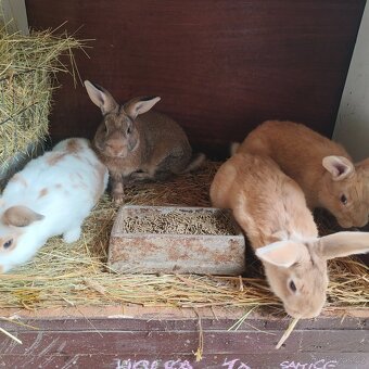 Prodám domácí králíky - 3
