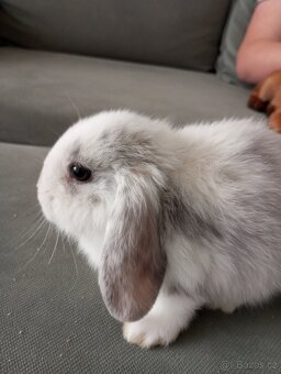 Zakrslý beránek králíček - 3