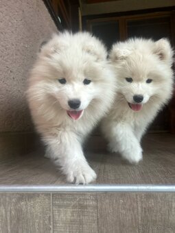Samojed - 3