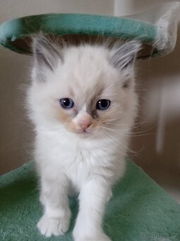 Ragdoll - 3