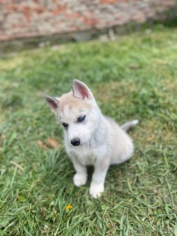 Prodám štěně sibiřské husky - 3