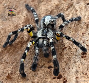 Zvýhodněna cena Poecilotheria metallica - 3