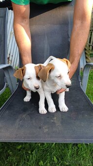 Štěňata Jack Russell teriér - 3