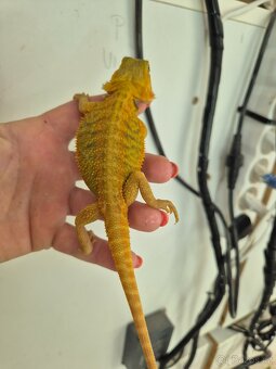 Agama vousatá-mláďata red, citrus, zero - 3
