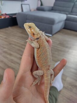 Agama vousatá připravený k odběru - 3