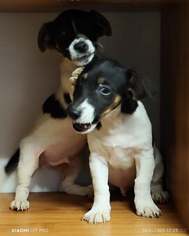 Jack russel terier - 3