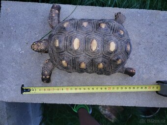 Želva uhlířská - 3