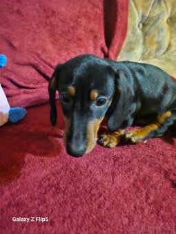 Jezevčik hladkosrstý standardni - 3