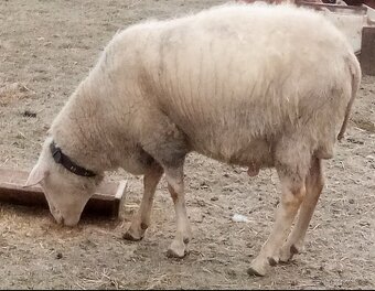 VF plemenný beran - 3