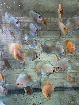 Terčovci - discus blue diamond, white, red valentine, tyrkys - 3